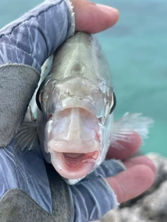 ツッパリサギの釣果