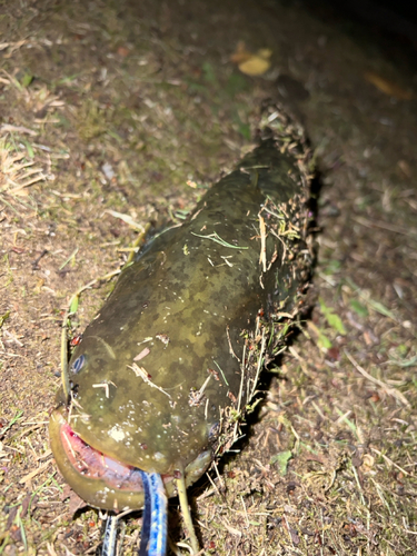 マナマズの釣果