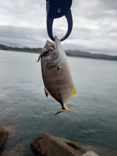 ギンガメアジの釣果