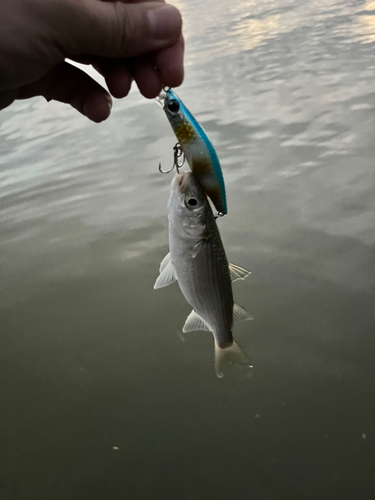 ボラの釣果