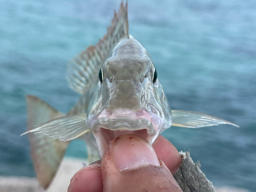 キツネフエフキの釣果