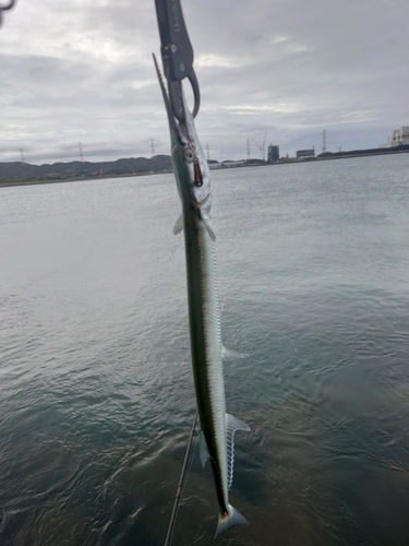 ダツの釣果