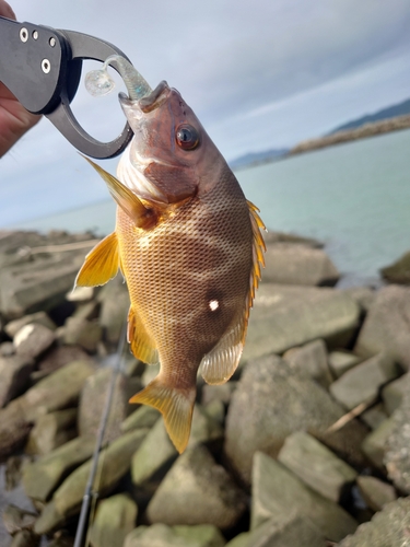 フエダイの釣果