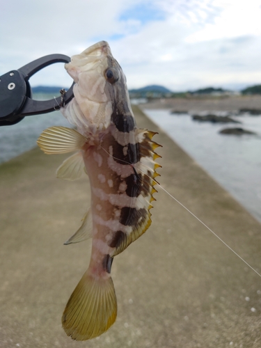 クエの釣果