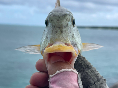 ムネアカクチビの釣果