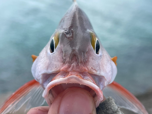 ヒメフエダイの釣果