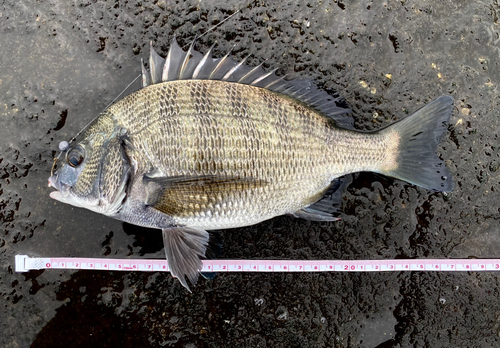 クロダイの釣果