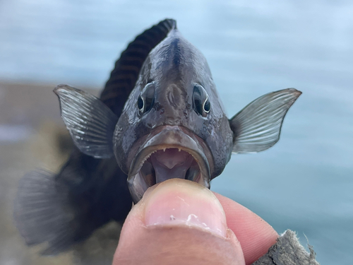 メギスの釣果