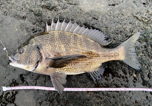 クロダイの釣果