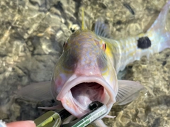 コバンヒメジの釣果