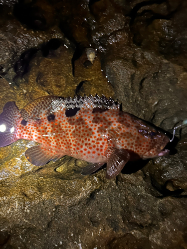 アコウの釣果