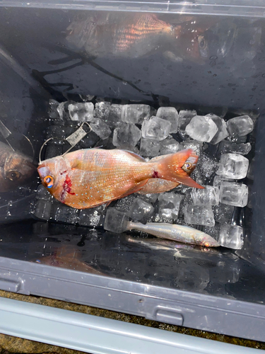 タイの釣果