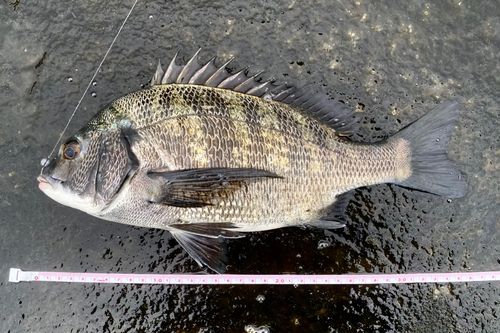 クロダイの釣果