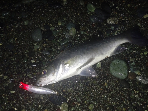 セイゴ（ヒラスズキ）の釣果