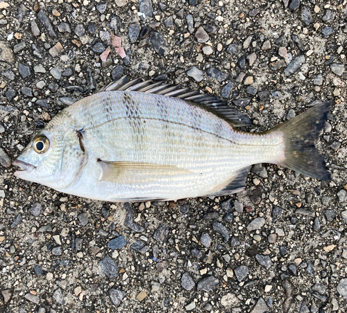 碧南海釣り公園