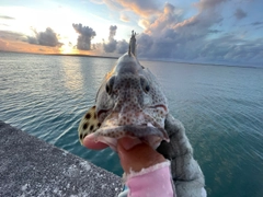 ホウセキハタモドキの釣果