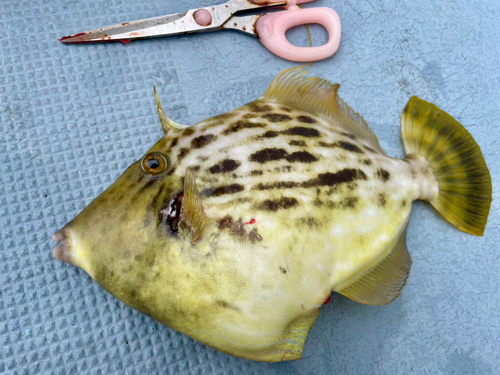 カワハギの釣果