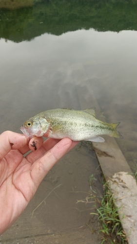 ラージマウスバスの釣果