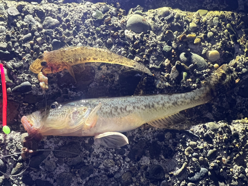 マハゼの釣果