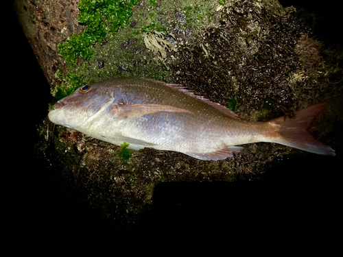 タイの釣果