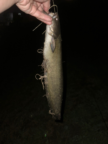 マナマズの釣果