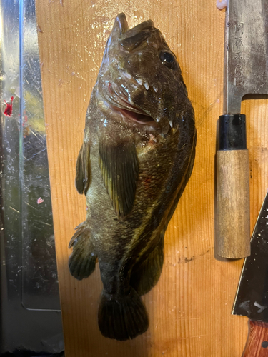 シマソイの釣果