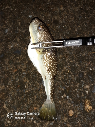 ショウサイフグの釣果