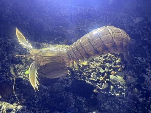 シャコの釣果