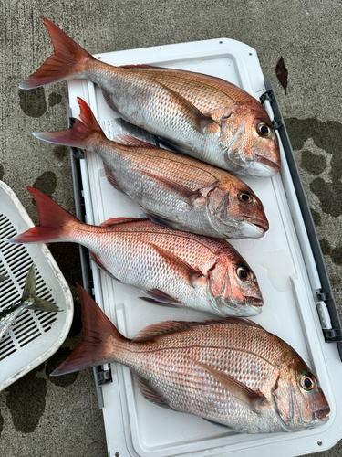 マダイの釣果