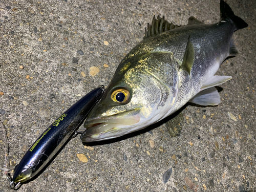 スズキの釣果