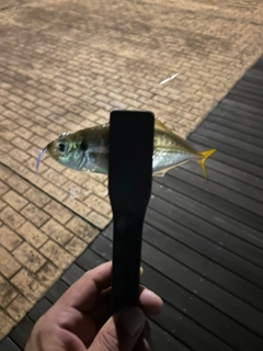 マアジの釣果