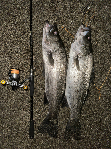 ヒラスズキの釣果