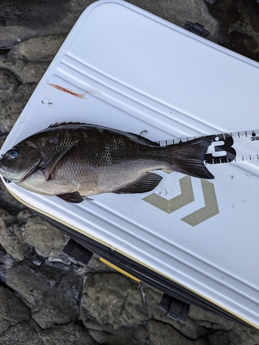 クチブトグレの釣果