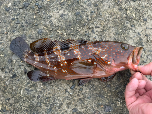 キジハタの釣果