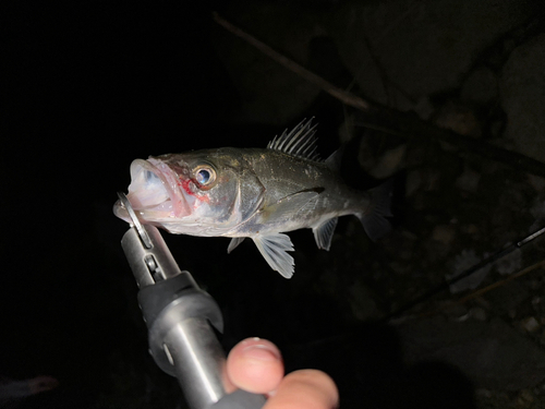 セイゴ（マルスズキ）の釣果