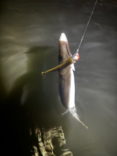 カマスの釣果