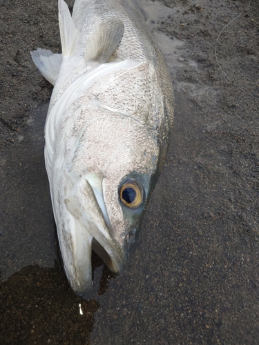 スズキの釣果