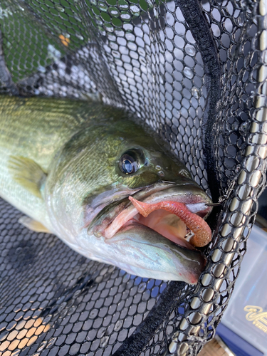 ラージマウスバスの釣果