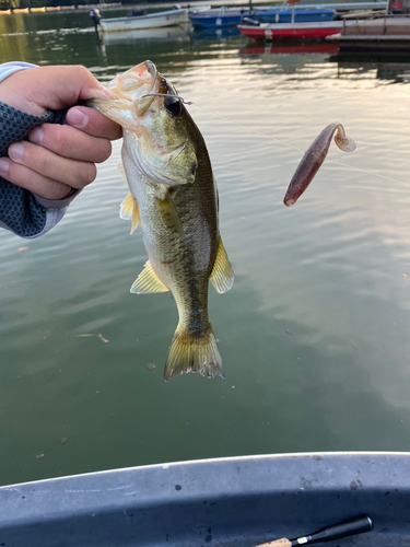 ラージマウスバスの釣果