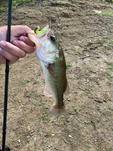 ラージマウスバスの釣果