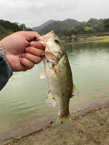 ラージマウスバスの釣果