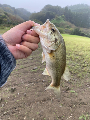 ラージマウスバスの釣果