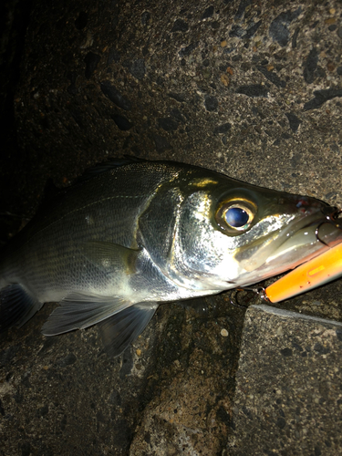 セイゴ（タイリクスズキ）の釣果