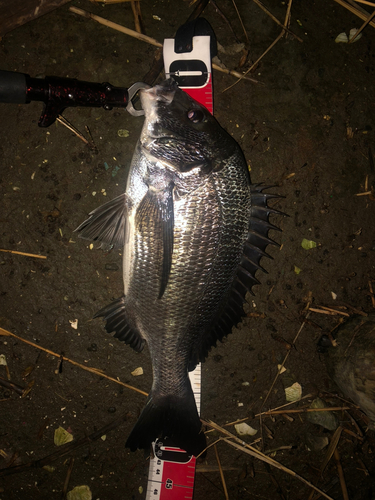 クロダイの釣果