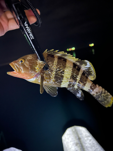 アオハタの釣果