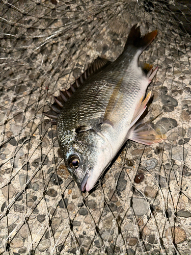 キビレの釣果