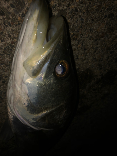 セイゴ（タイリクスズキ）の釣果