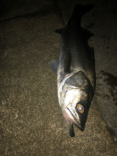 セイゴ（タイリクスズキ）の釣果