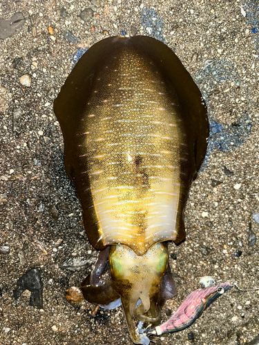 アオリイカの釣果