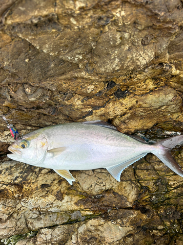 ネリゴの釣果